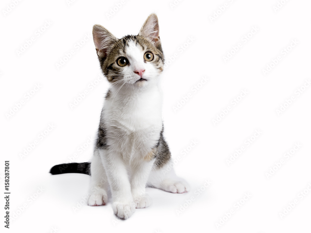 Sitting european shorthair kitten on white background