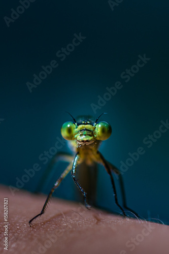 Dragonfly close up view © tzuky333