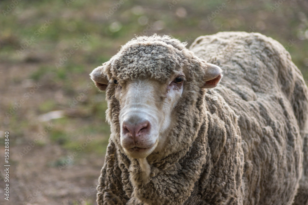 Sheep grazing on rural South Australian farmland pasture
