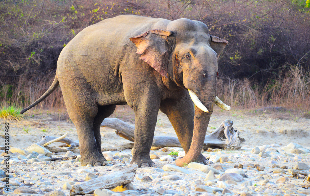 The White Elephant. A Unique and Endangered Species, by Nedelcu Alina, Exploring the world