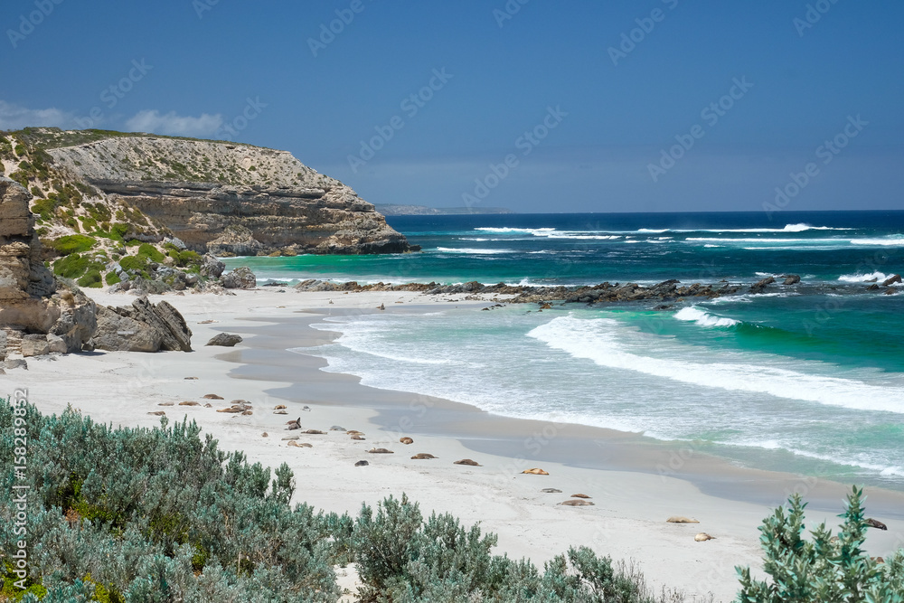 Sea lions on the beach at kangaroo island