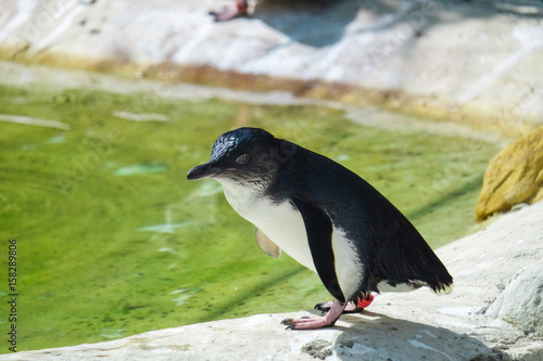 Penguin near the pond
