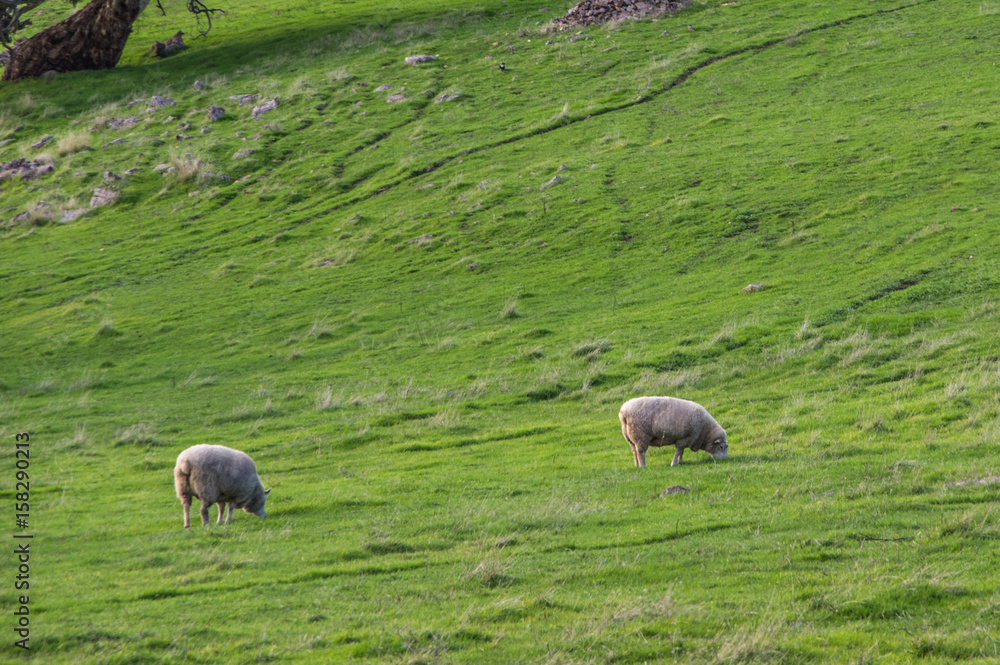 Fototapeta premium Sheep grazing on rural South Australian farmland pasture