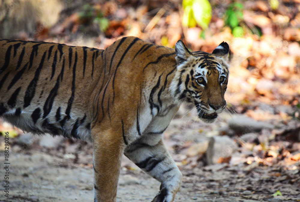 The Bengal tiger (Panthera tigris tigris) is the most numerous tiger subspecies. By 2011, the total population was estimated at fewer than 2,500 individuals with a decreasing trend. None of the Tiger The Bengal tiger (Panthera tigris tigris) is the most numerous tiger subspecies. By 2011, the total population was estimated at fewer than 2,500 individuals with a decreasing trend. None of the Tiger