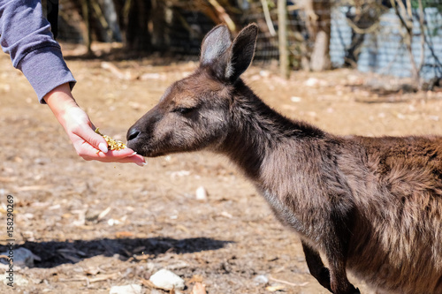Kangaroo eating from the manger