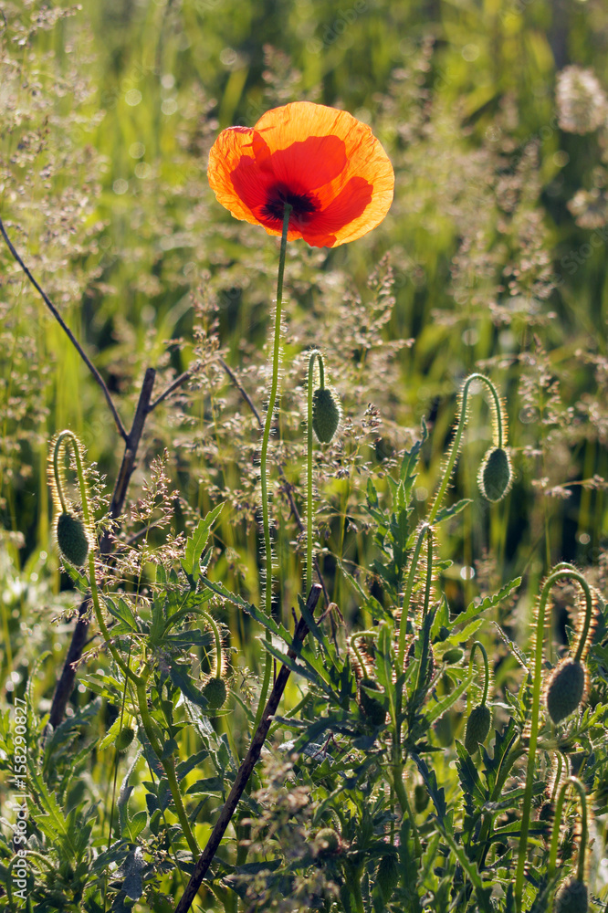 Red flowers of poppies. Wild poppy at summertime.
