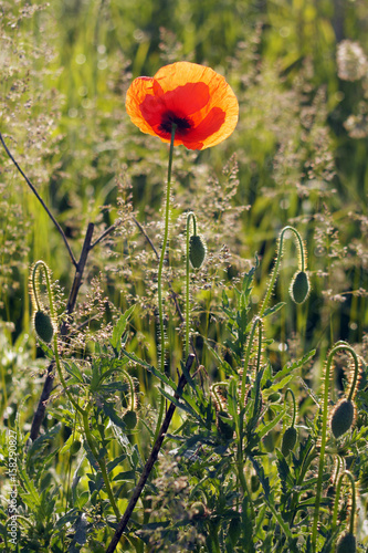 Obraz na płótnie Red flowers of poppies. Wild poppy at summertime. w salonie