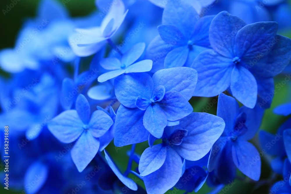 紫陽花 紫陽花