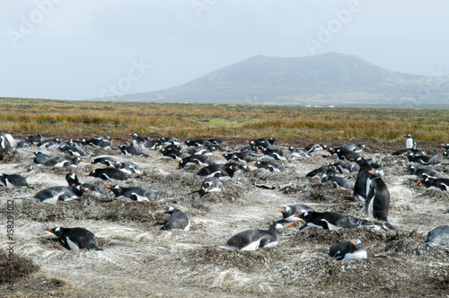 Eselspinguin auf Pebble Island der Falklands © Dr. Jürgen Tenckhoff