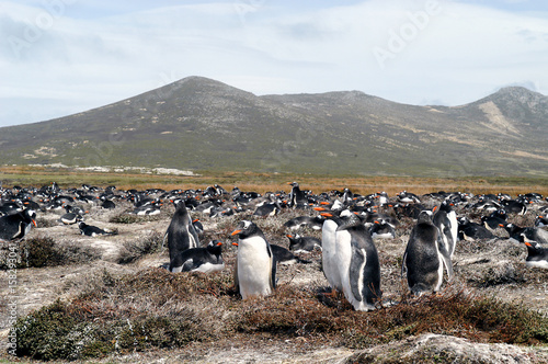 Eselspinguin auf Pebble Island der Falklands