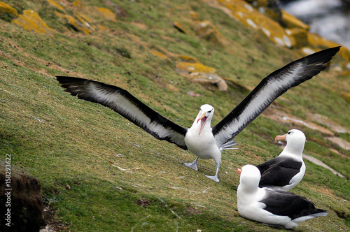 Schwarzbrauenalbatros auf Saunders Island der Falklands