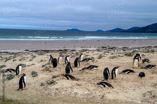Eselspinguinkolonie auf Saunders Island der Falklands