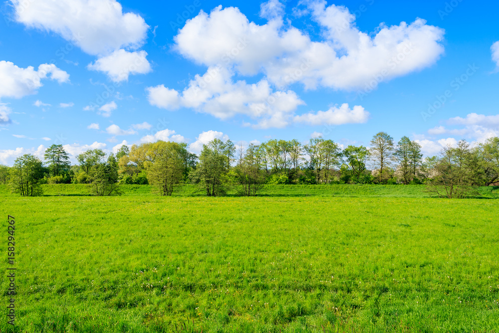 Obraz premium Green meadow with trees in background and beautiful clouds on blue sky in rural area of Krakow city on sunny spring day, Poland
