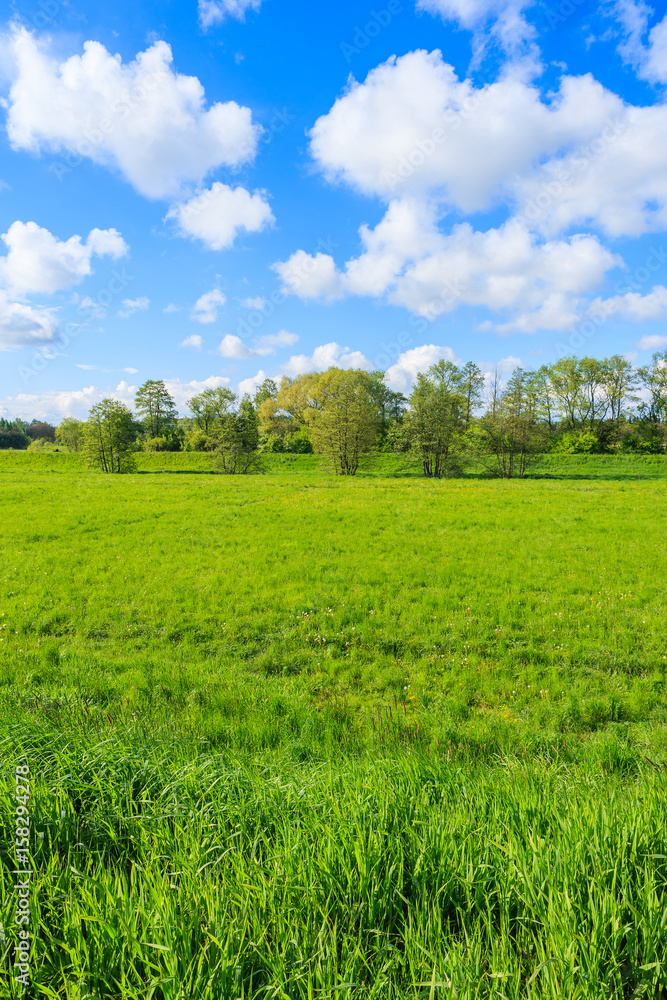 Obraz premium Green meadow with trees in background and beautiful clouds on blue sky in rural area of Krakow city on sunny spring day, Poland