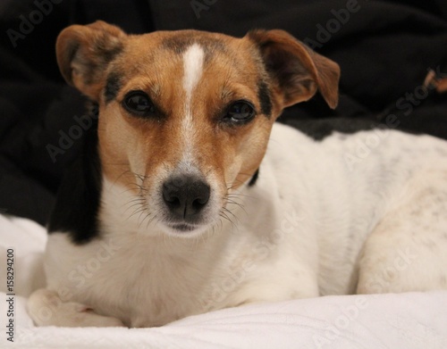 Jack Russel