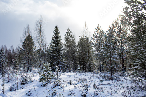 Snowy trees © Lauri