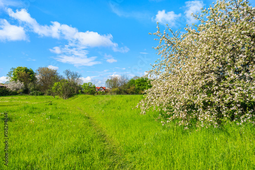 Apple tree in blossom on green meadow in rural area in Krakow city on sunny spring day  Poland