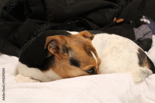 Jack Russel