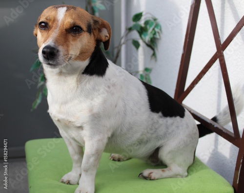 Jack Russel