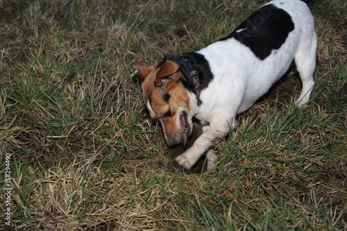 Jack Russel