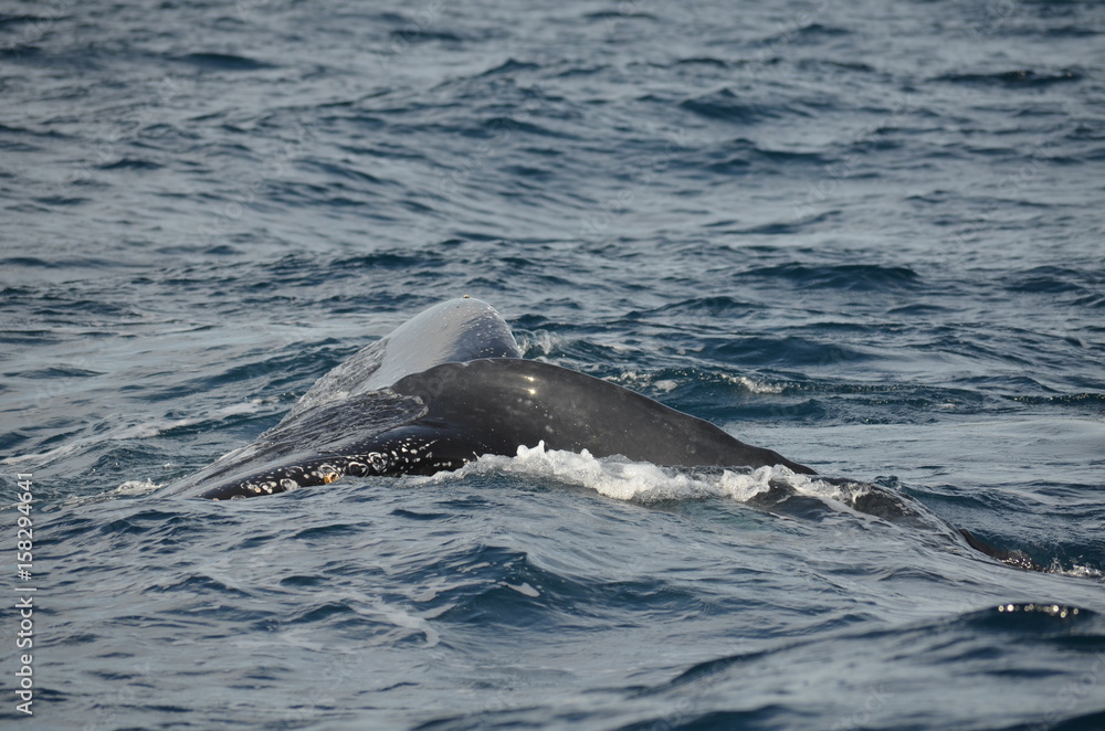 Fototapeta premium Wal