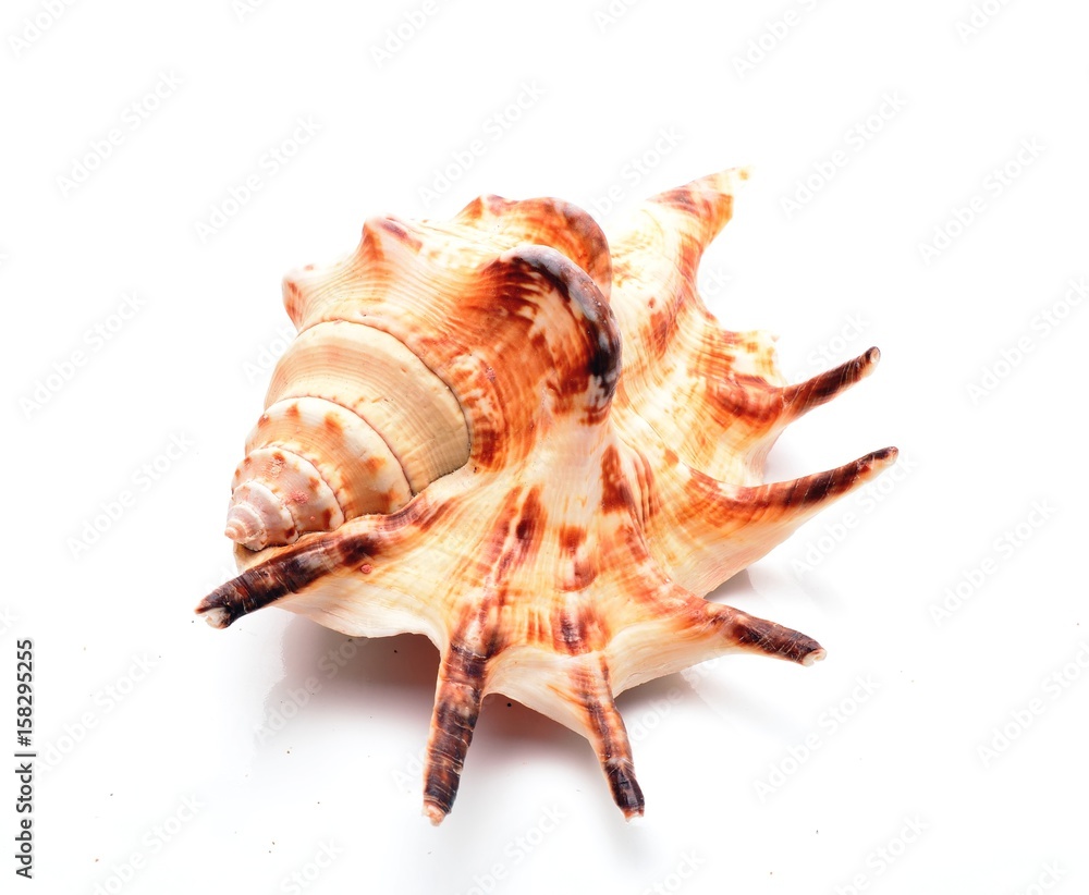  Sea shell isolated on a white background