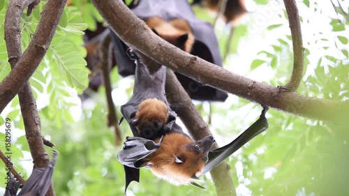 Bat (Lyle's flying fox, Pteropus lylei or Pteropodidae) perched hanging on a tree in the wild photo