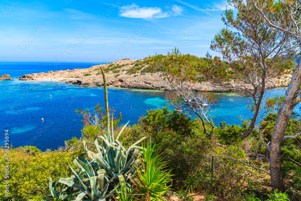 Agave plant growing on coast and view of sea in Cala Portinatx bay, Ibiza island, Spain