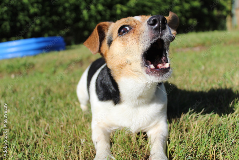 Jack Russel