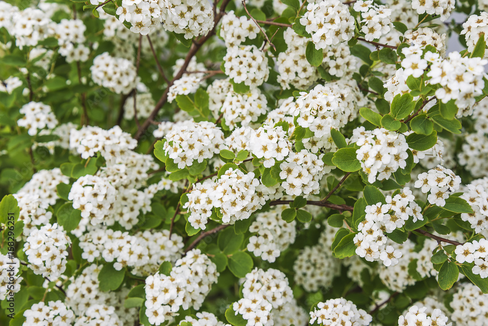 spiraea blossom background spiraea blossom background