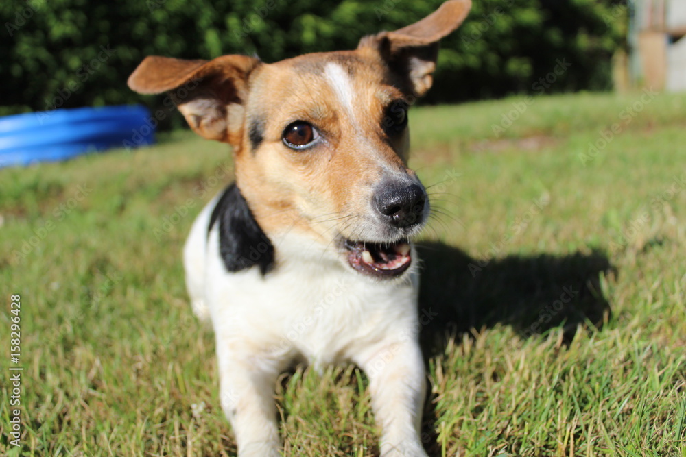 Jack Russel Jack Russel