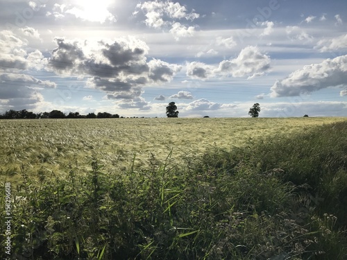 The wind that blows the barley