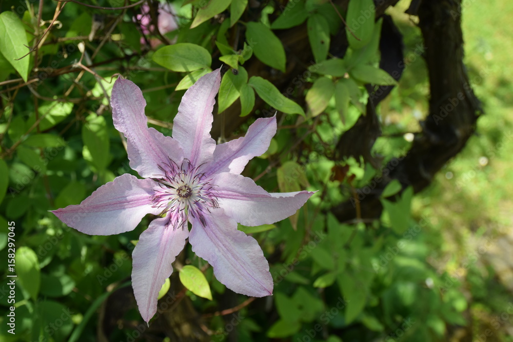 Clematisblüte in der Blüte Nahaufnahme Clematisblüte in der Blüte Nahaufnahme