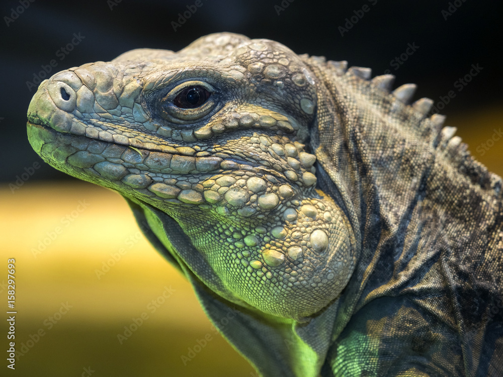 Fototapeta premium Cuban Ground Iguana, Cyclura n.nubila, lives only in Cuba