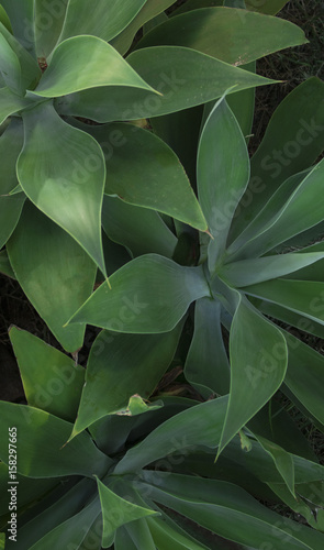 Organic textures - Palm Green leaf