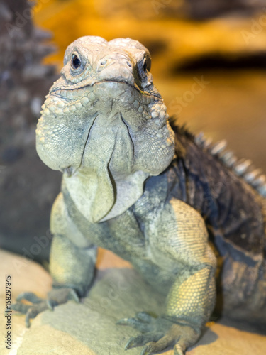 Cuban Ground Iguana, Cyclura n.nubila, lives only in Cuba photo