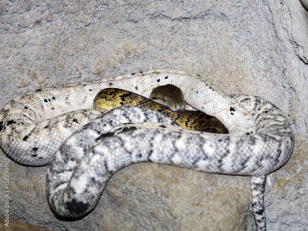 Fototapeta premium Jamaican boa, Epicrates subflavus, is an endemic jamajka