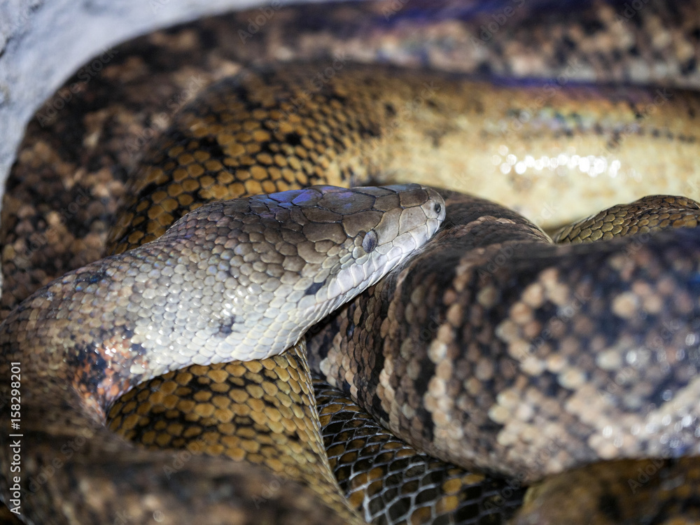 Jamaican boa, Epicrates subflavus, is an endemic jamajka Jamaican boa, Epicrates subflavus, is an endemic jamajka
