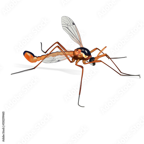 Mosquito, realistic vector illustration
