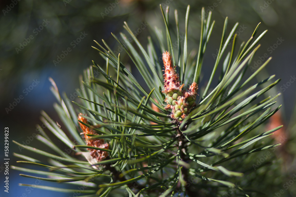 Young pine cone on a branch. Green needles. Long needles on a branch. The sprout is bursting
Young pine cone on a branch. Green needles. Long needles on a branch. The sprout is bursting