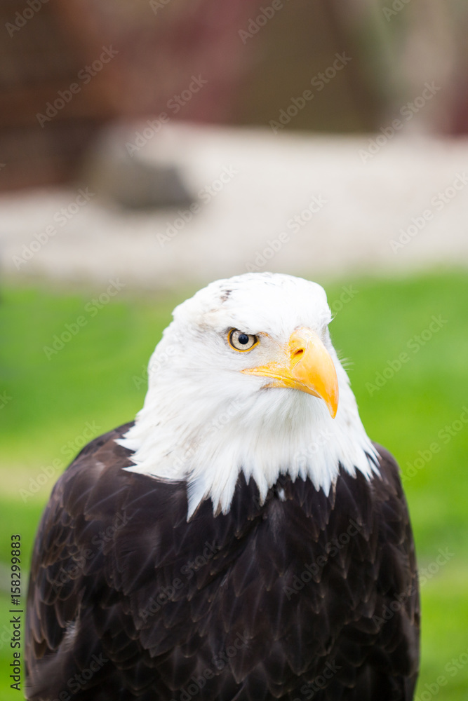 Fototapeta premium Portrait of a bald eagle on grass.
