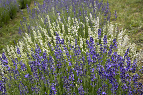 Lavender fields in Hungary near Lake Balaton
