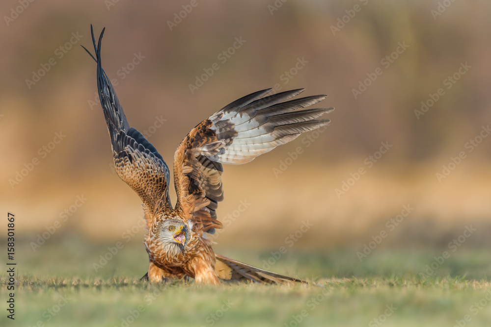 Fototapeta premium On the meadow in the winter season/Red Kite