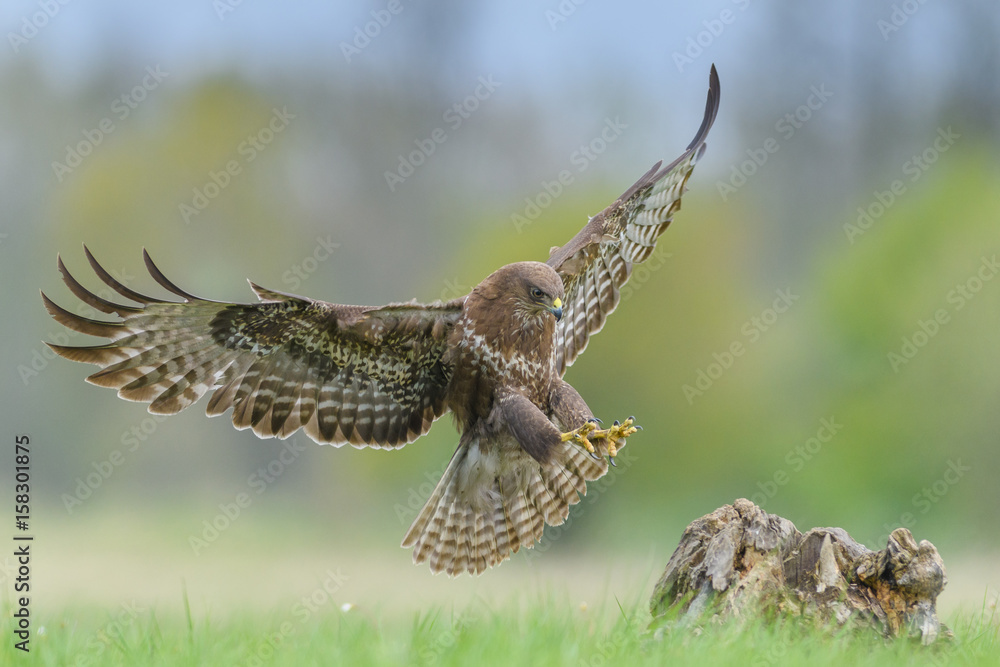 Fototapeta premium Flight over the meadow/Common Buzzard