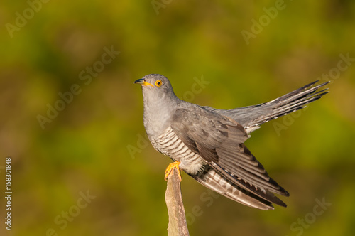 On a twig/Common Cuckoo