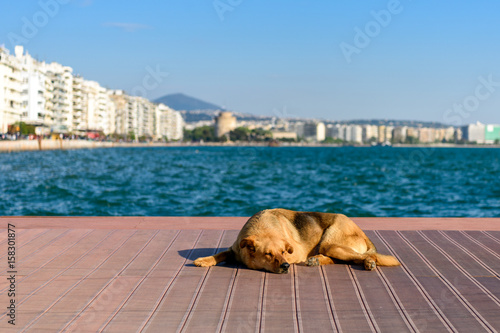Fototapeta Naklejka Na Ścianę i Meble -  Sleeping street dog on wooden pier in Thessaloniki, Greece with the White tower in background