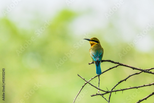 Blue Tailed Bee-eaters