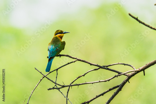 Blue Tailed Bee-eaters