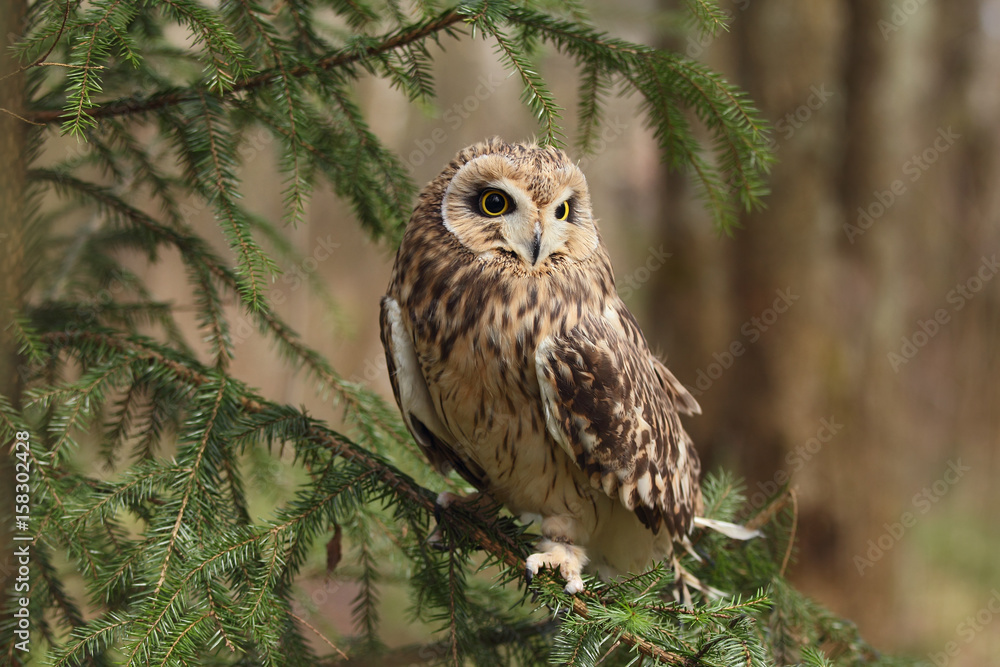 Naklejka premium Short-eared owl sits on the branches of a tree.