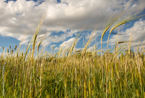 wheat stalks against a blue sky